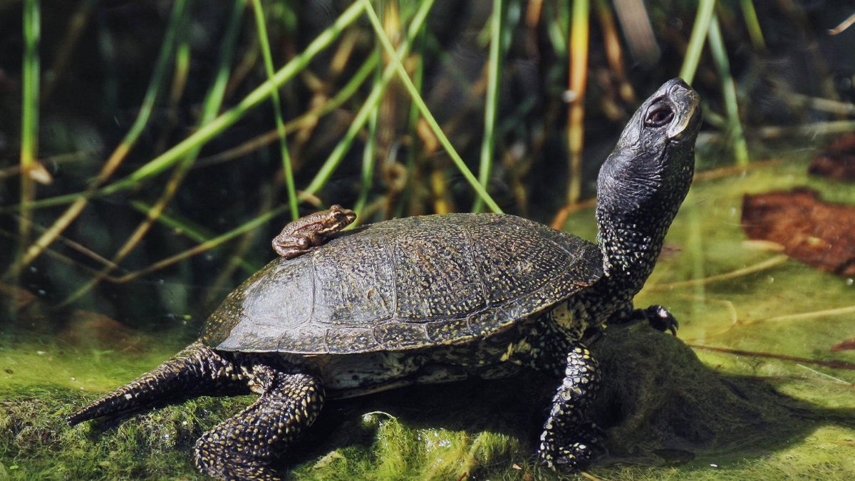 Cinsiyet değiştirebilen hayvanlar belli oldu! Bu hayvanlar doğdukları gibi ölmüyorlar…