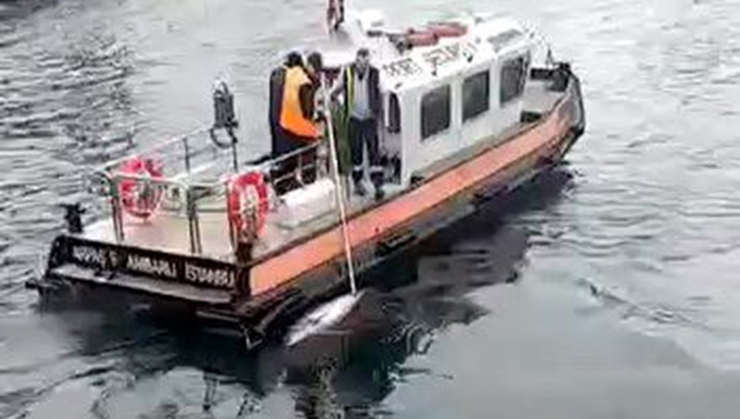 İki kez kurtarılmıştı! Avcılar’da ölü yunus sahile vurdu